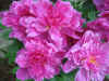 Jun12OldCamera 131.JPG (274134 bytes)